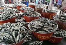 2003 Nat'l Best Fisherman lauds gov't for closed season initiative
