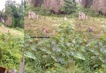 Apremdo: Man behind grave looting wanted