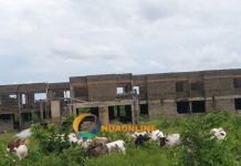 Pru West: Cattle take proposed district assembly block as grazing grounds