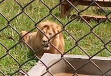 Lion kills middle-aged man after intruding enclosure at Accra Zoo