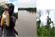 Bagre Dam spillage: Farmers along White Volta harvest produce ahead of flooding