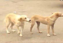 Rabies alert: Ashanti Region records 8 cases with 100% death rate