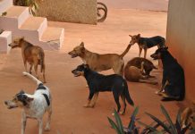 A/R: Health Directorate raises alert on rabies and death cases