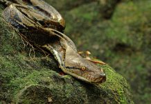54-year-old woman swallowed by 7-metre Python