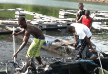 Fisheries Ministry targets 200,000 youth in fish farming