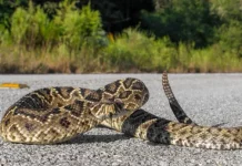 7 ways you’re inviting snakes to bite you