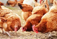 Prices of chicken up as Christmas approaches