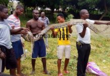 Assin North – C/R: Farmer defeats 18-foot long python in a fierce fight