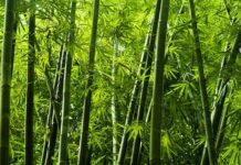 Invest in bamboo as alternative to timber – W/R Minister urges Forestry Commission, Lands ministry