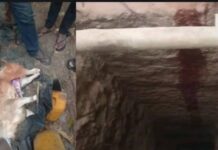 Berekum West – B/R: Self-styled prophetess arrested for slaughtering animals at galamsey pit
