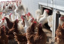 Sekondi-Takoradi: Poultry farmers in fear over outbreak of bird flu