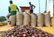 From Bean to Burden: Cracks in Ghana’s cocoa pricing system cocoa