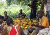 COCOBOD begins paying LBCs to clear cocoa farmers’ arrears mining
