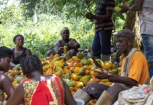 Celebrating Ghana’s Farmers: A story of neglect and disregard by government mining
