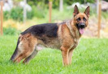 Dog mauls sleeping baby: The dog is just like a gun – Dog trainer cautions owners