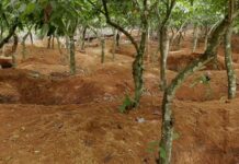 Cocoa farmers are still selling farms to illegal miners – Western North NDC Chairman claims