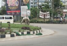 A/R: Gov’t to employ experts to arrest cattle destroying greening Ghana trees in Greater Kumasi – Regional Minister