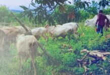18-year-old herdsman arrested for stealing 20 cattle worth GHC200k at Gomoa Dominase