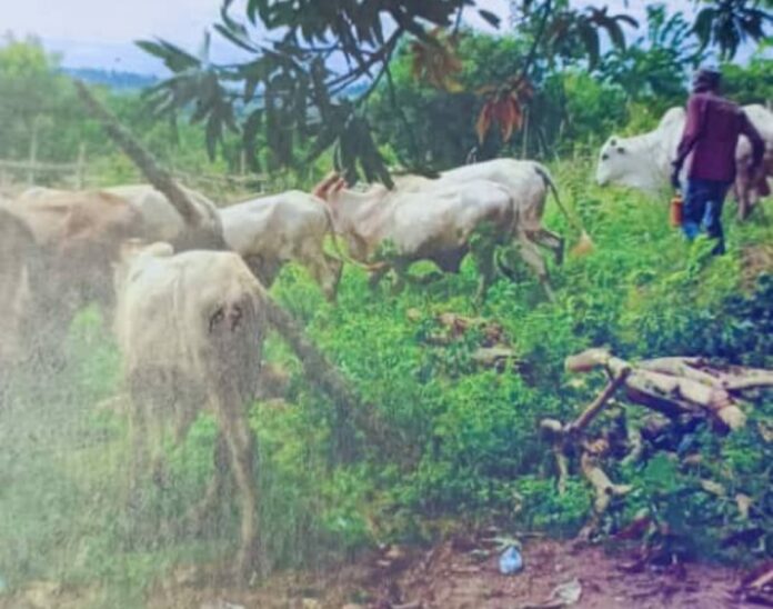 Cattle thief