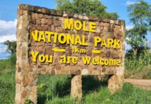 Wildlife conservation: Rangers at Mole National Park arrest poacher