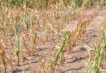 Ghana will experience less drought and flooding in 2026 – NADMO boss