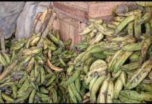 Plantain is expensive because farmlands have been used for mining – Traders