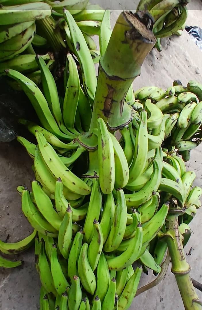 Plantain is expensive because farmlands have been used for mining – Traders