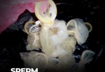 The Sperm Merchants revisited: Now I take away my condom – Client reveals