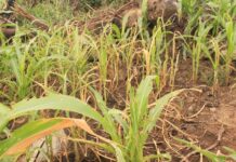 UWR: Over 9,000 farmers affected by dry spell in Lambussie District