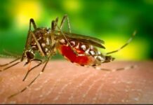 Dengue Fever outbreak: WHO supports Ghana with 4,000 Rapid Diagnosis Test kits