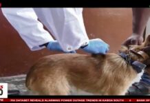 77 deaths due to rabies recorded between 2020 and 2023 – Verterinary Services
