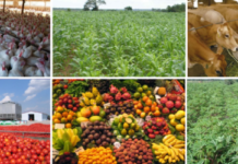 Agriculture showed strong growth of 7.4% in August 2025, compared to 2.3% in August 2024 – Government Statistician