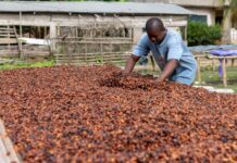 COCOBOD Board of Directors waive sitting allowances to support cocoa sector reforms