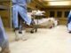 Healthcare in Ghana: No bed for the sick, but space exists in the mortuary for the dead