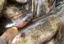 Western Region: Fishermen alarmed by strange disease found in some fishes