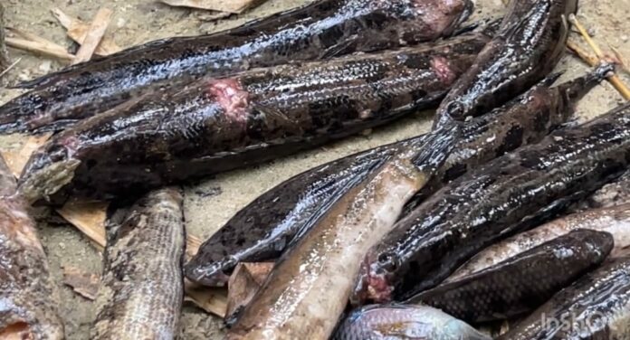 Rotten fish