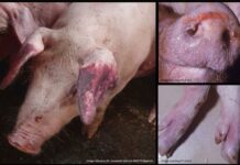 Pig farmers in West Gonja Municipality count their losses due to reported cases of Swine Fever
