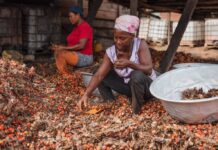 Systemic imbalances leave West African oil palm farmers struggling despite crucial role in production – Report