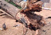 Buduburam: One in critical condition after tree falls on 3 persons, including a pregnant woman