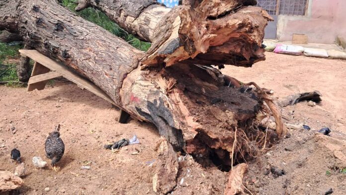 Tree falls - Buduburam