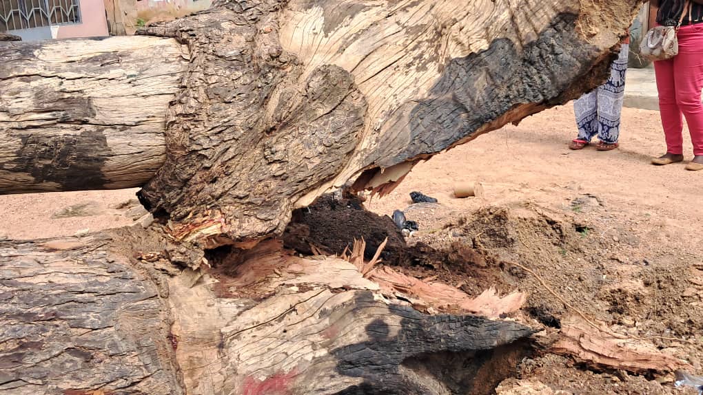 Buduburam: One in critical condition after tree falls on 3 persons, including a pregnant woman