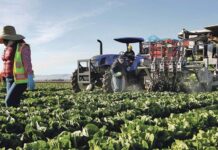 Agriculture in focus: A call for sector-wide revitalisation – IMANI