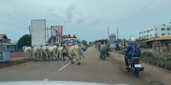 Cattle on the highway (2)