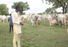 Farmer-Herder Conflict: Stakeholders urged to coexist peacefully