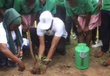 Deputy Natural Resources Minister bemoans near extinction of Shea and Dawadawa trees