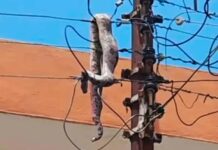 ECG Ashanti strengthens grid protection after snake-induced outage