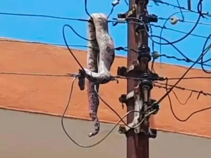 Snake on high tension poles