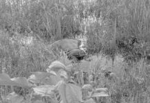 Western North Region: Man found dead in stagnant water at Juaboso