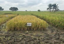 CSIR raises alarm over seed shortage threatening Ghana’s 24-Hour farming policy
