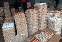 Poultry farmers in Bono Region call for govt support to tackle falling price of egg due to over production